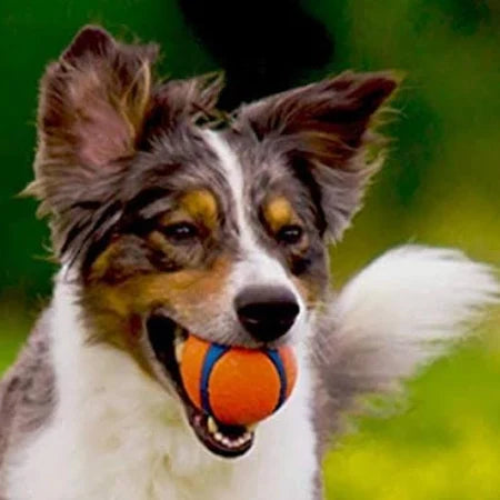 squishy dog toy for big dogs and small dogs
