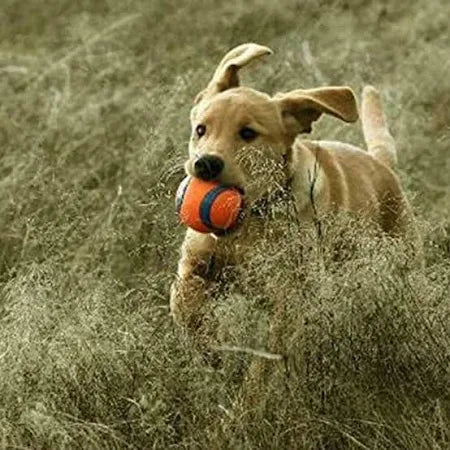 squishy dog toy for big dogs and small dogs
