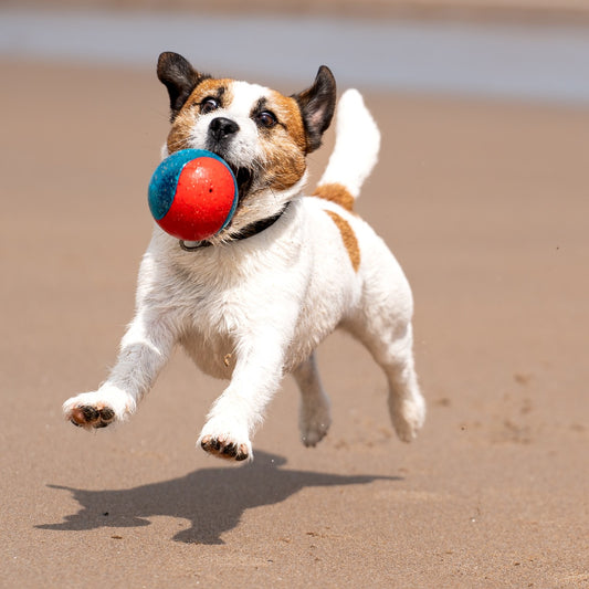 squishy dog toy for big dogs and small dogs
